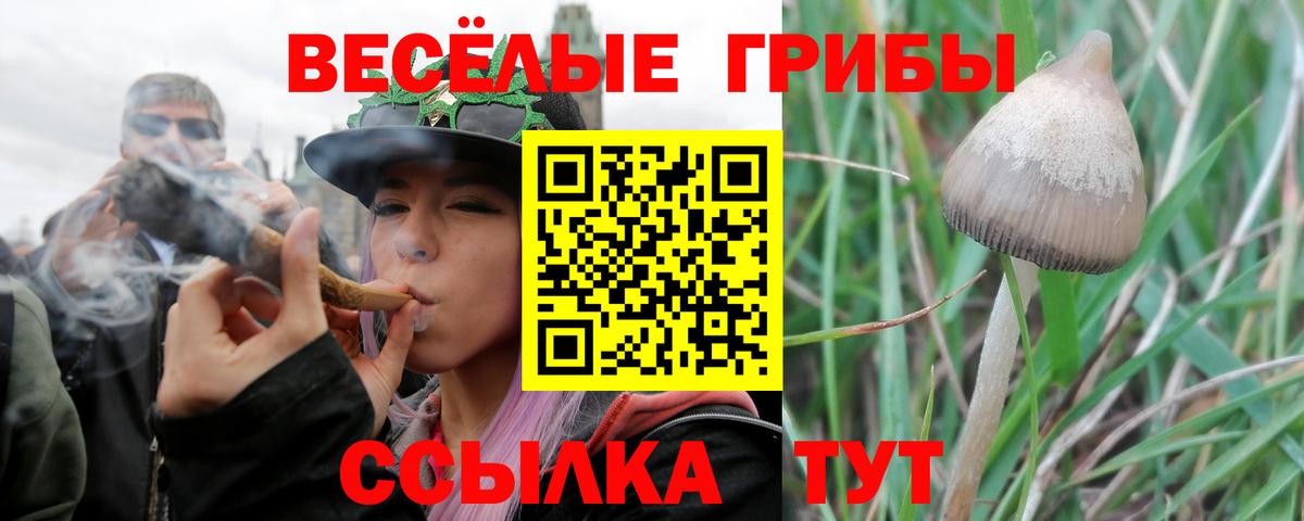 купить наркоту  Галлюциногенные грибы Cubensis  Вход с VPN  Псилоцибиновые грибы мицелий  Долгопрудный 